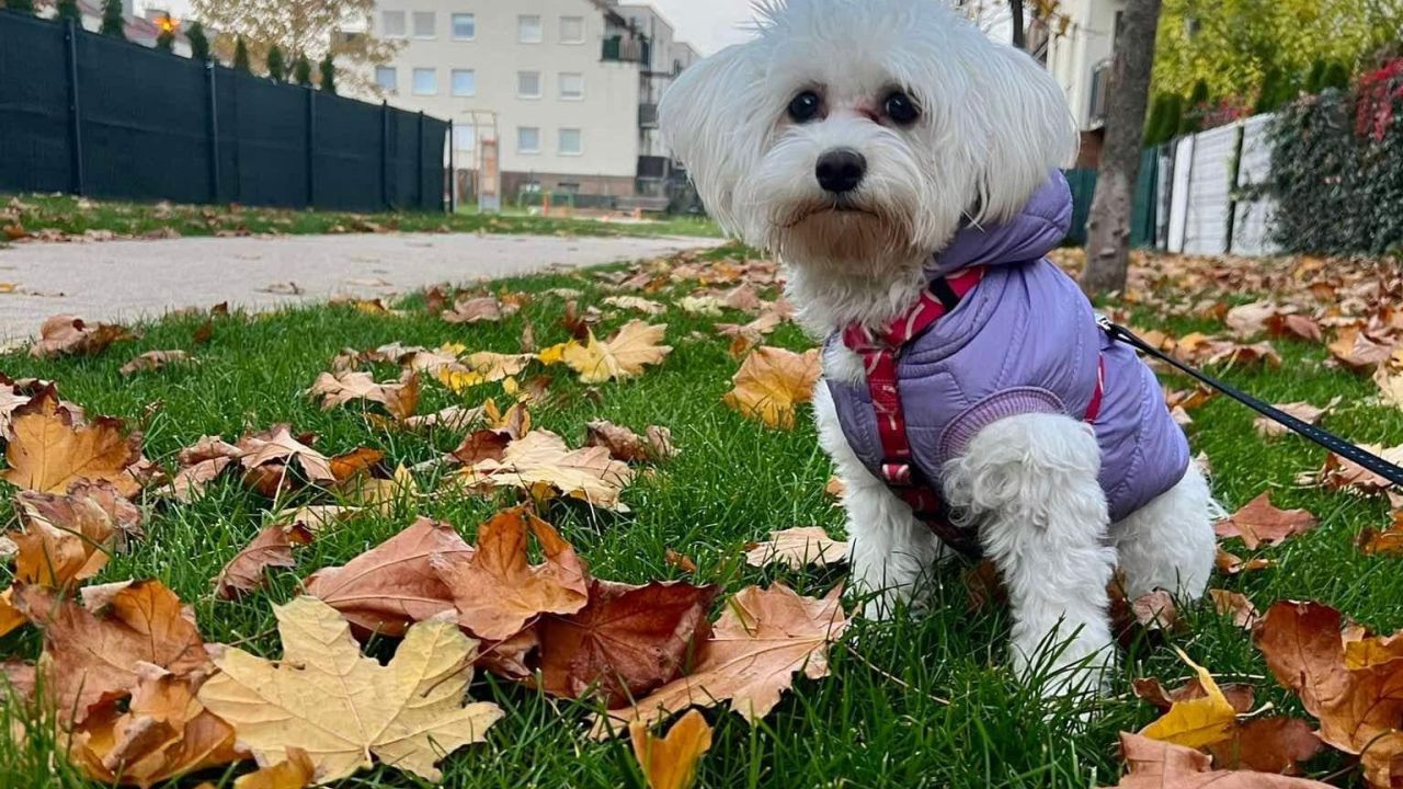 Фото до новини