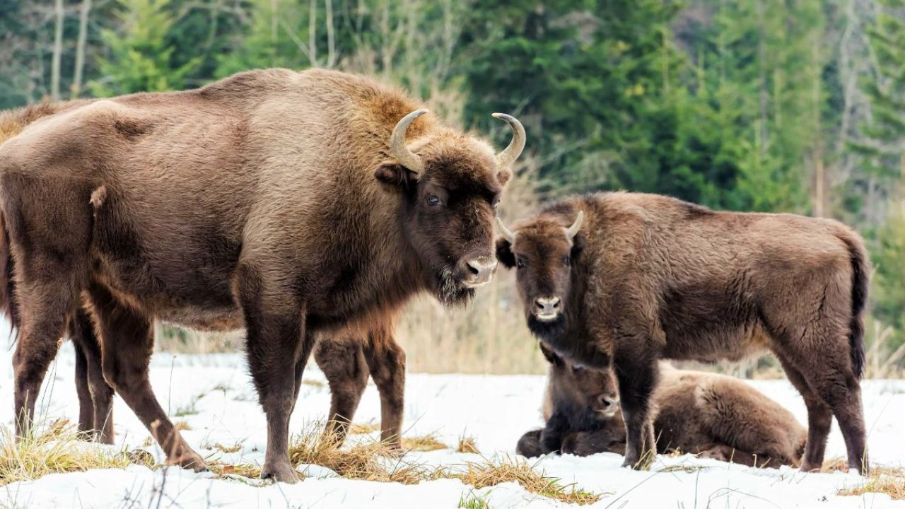 Фото до новини