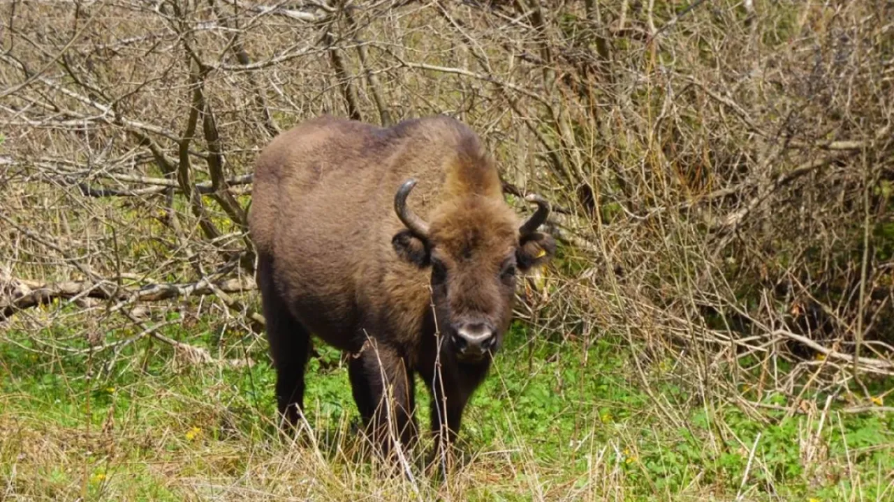 Фото до новини