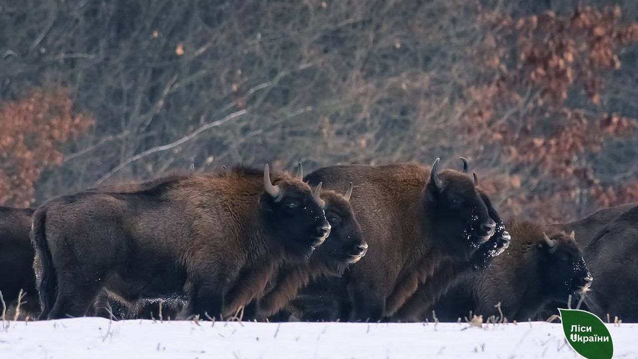 Фото до новини