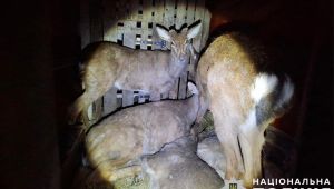 Фото для новини