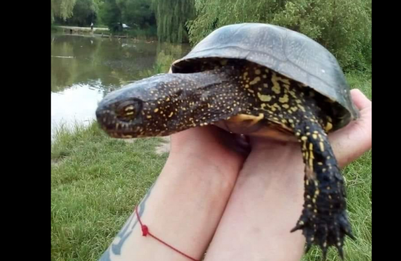 Такі червонокнижні черепахи живуть в озері Стосика