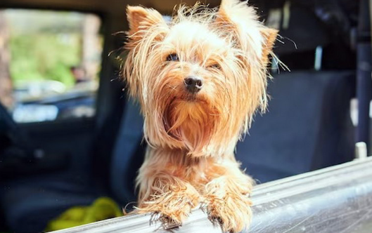 Знімок_екрана_з_2023-04-04_