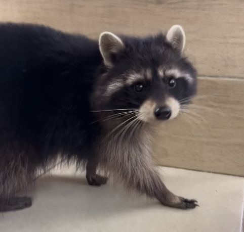 Знімок_екрана_з_2023-04-08_